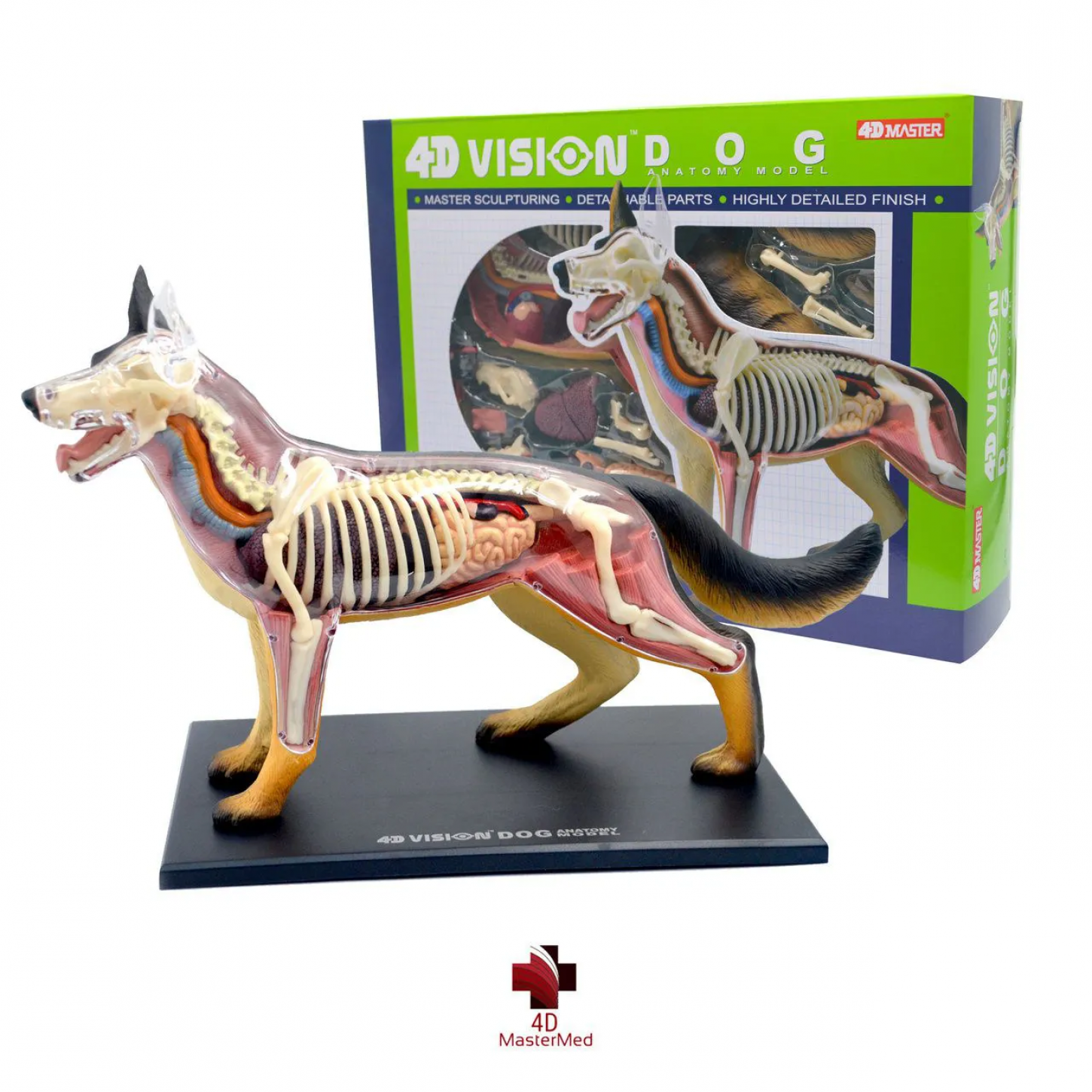  Watson　ma d'dog ANATOMIA DO CACHORRO 4D VISION DOG ANATOMY MODEL 4D MASTER
